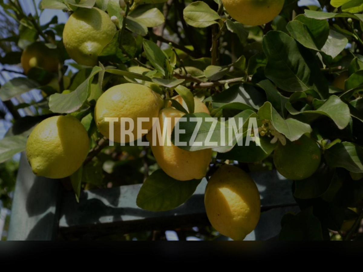 Il Nido Nella Quiete Apartman Tremezzo Kültér fotó